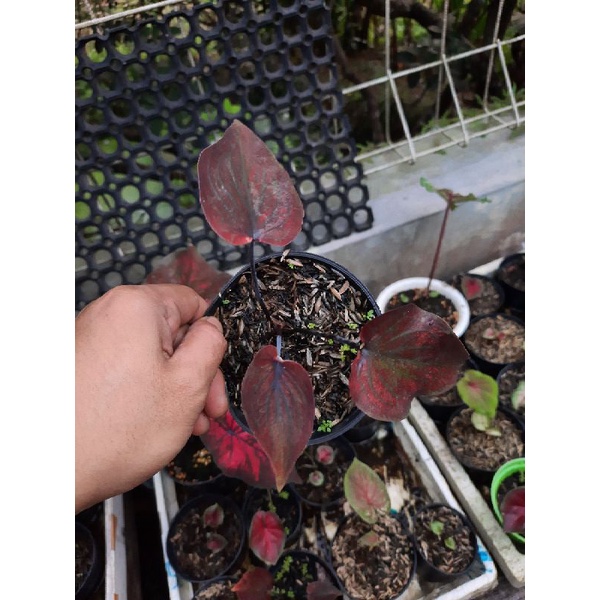CALADIUM HYBRID NN DAUN GANDA