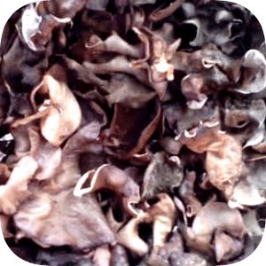 

Jamur Kuping Basah 1 pack