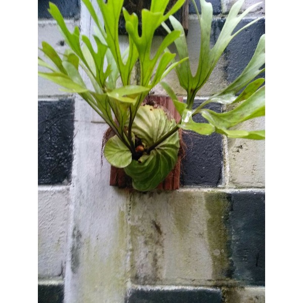 REAL PLANT 1 | PLATYCERIUM RIDLEYII | PAKU TANDUK RUSA | TANDUK RUSA KALIMANTAN