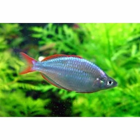 Ikan Hias Aquascape " Rainbow Peacock "