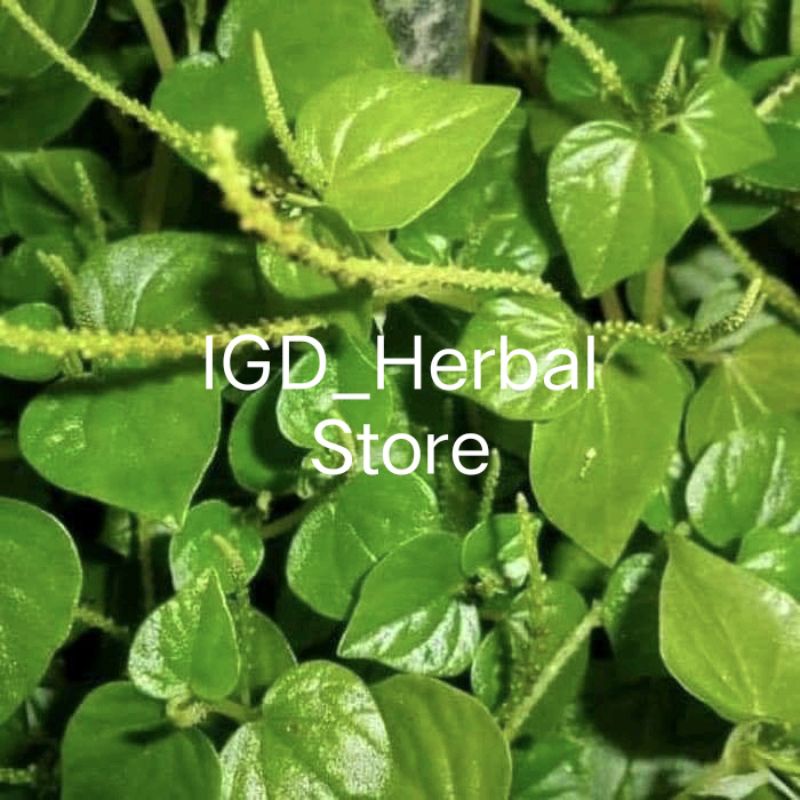 

Daun sirih cina segar daun ketumpang air 500gr