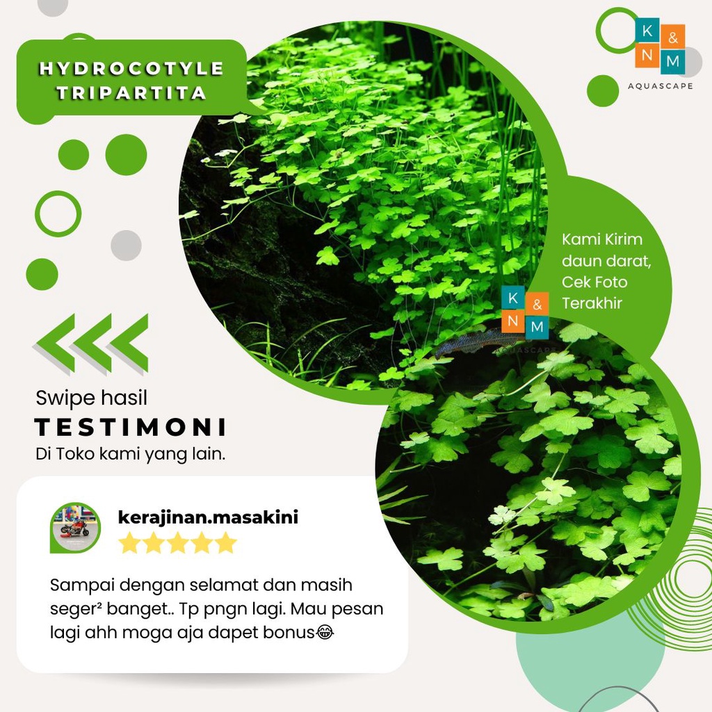 Hydrocotyle Tripartita Tanaman Tumbuhan Karpet carpet Aquascape Tanpa Low Co2 Aquarium Akuarium Chan