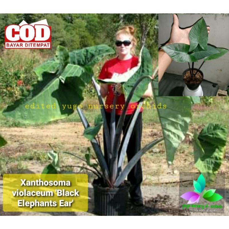 Xanthosoma Violaceum 'Black Elephants Ear'