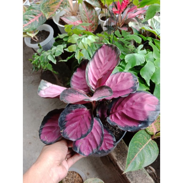 Calathea Crimson rumpun