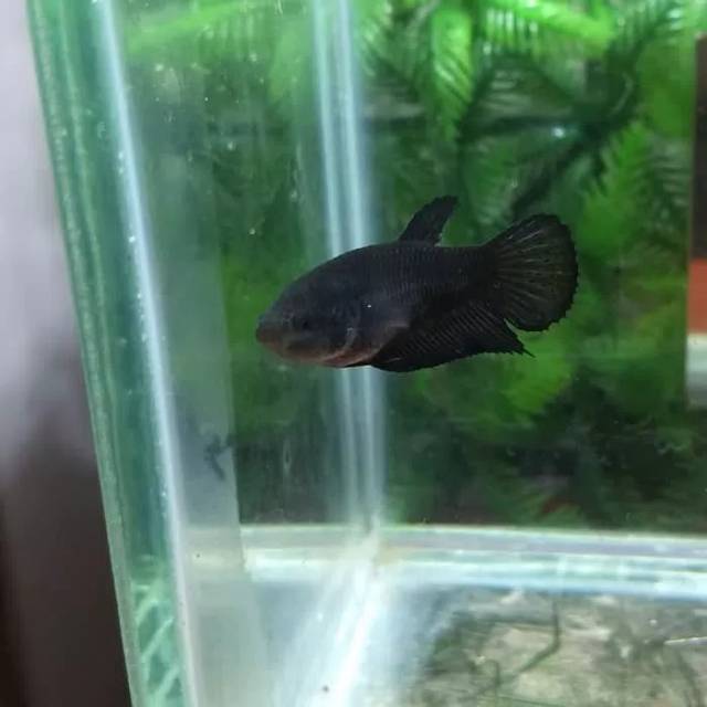 Cupang Female Super Black size M