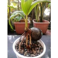 Bahan bonsai kelapa minion lonjong