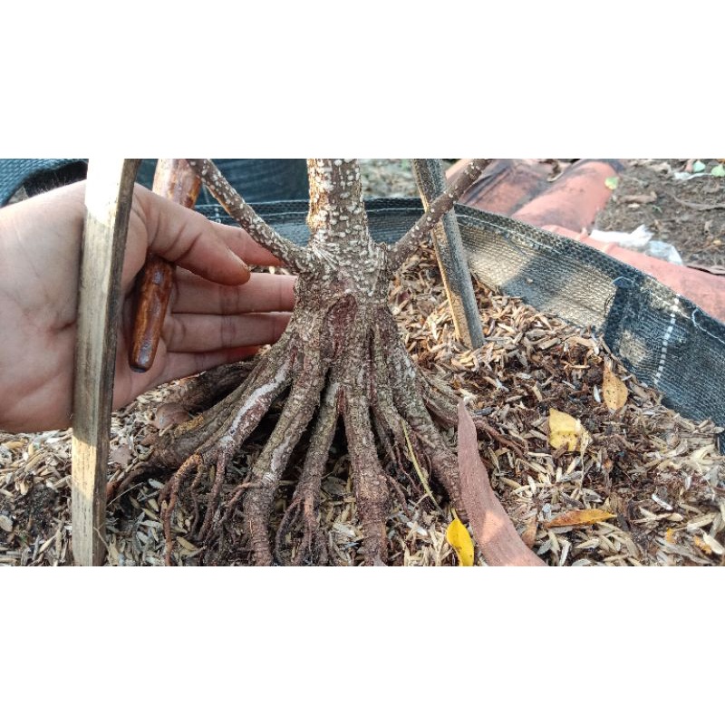 KIMENG PROGRAM AKAR BERKUALITAS