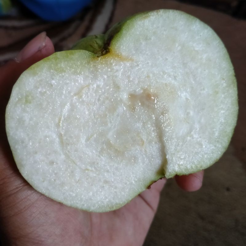 bibit jambu termurah siumik pala, bibit siumik pala, fresh cangkok siumik pala