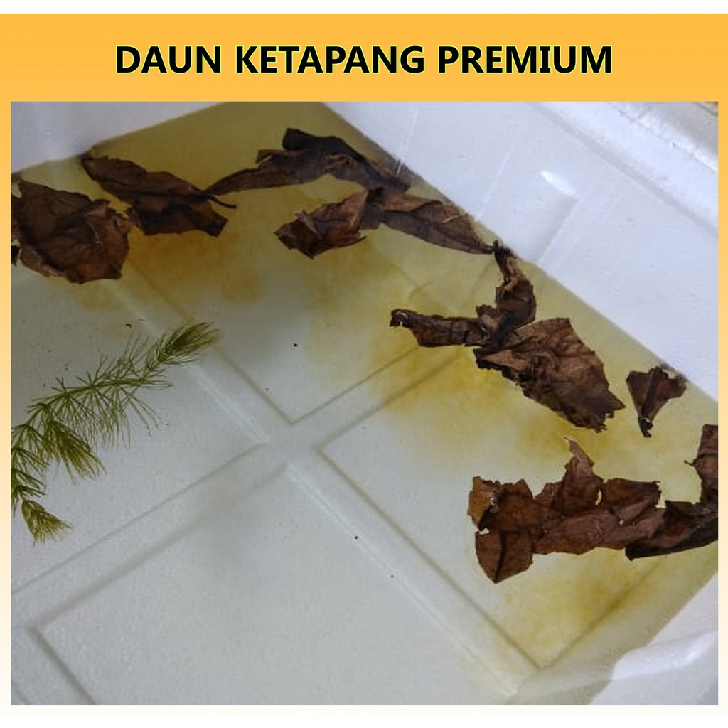 PAKAN IKAN COLOUR BOOSTER - CUPANG GUPPY DLL