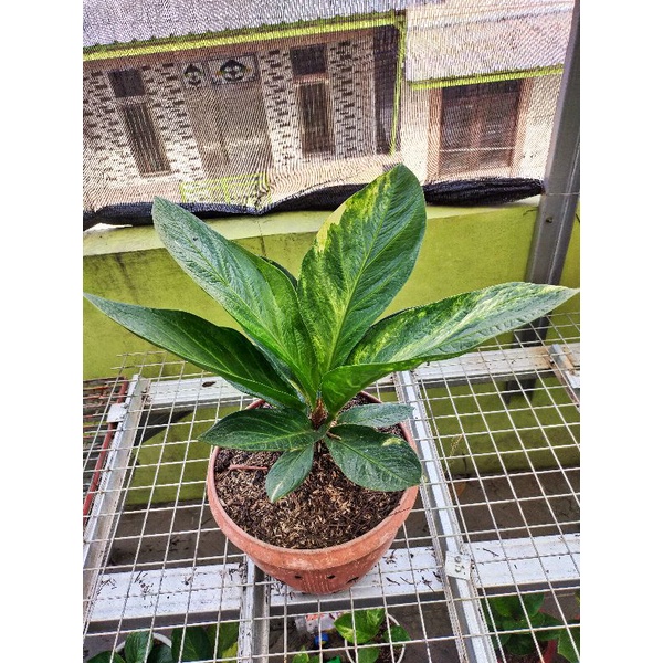 Anthurium Jemani Bj Mangkok Tornado Varigata