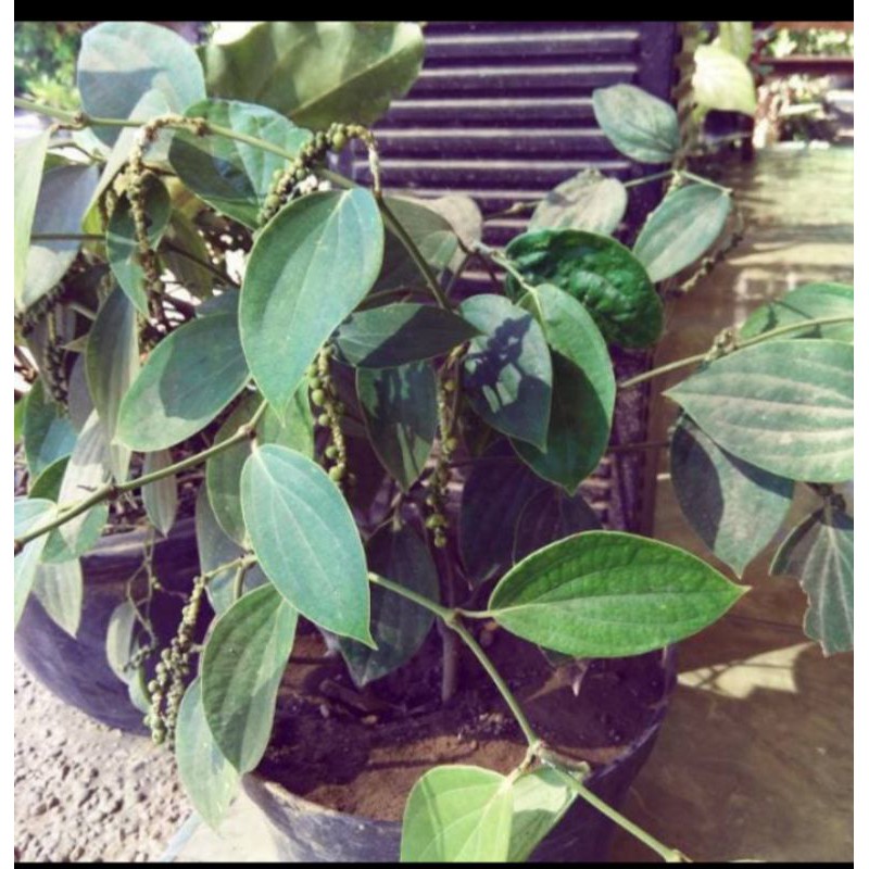 Bibit Buah lada Perdu