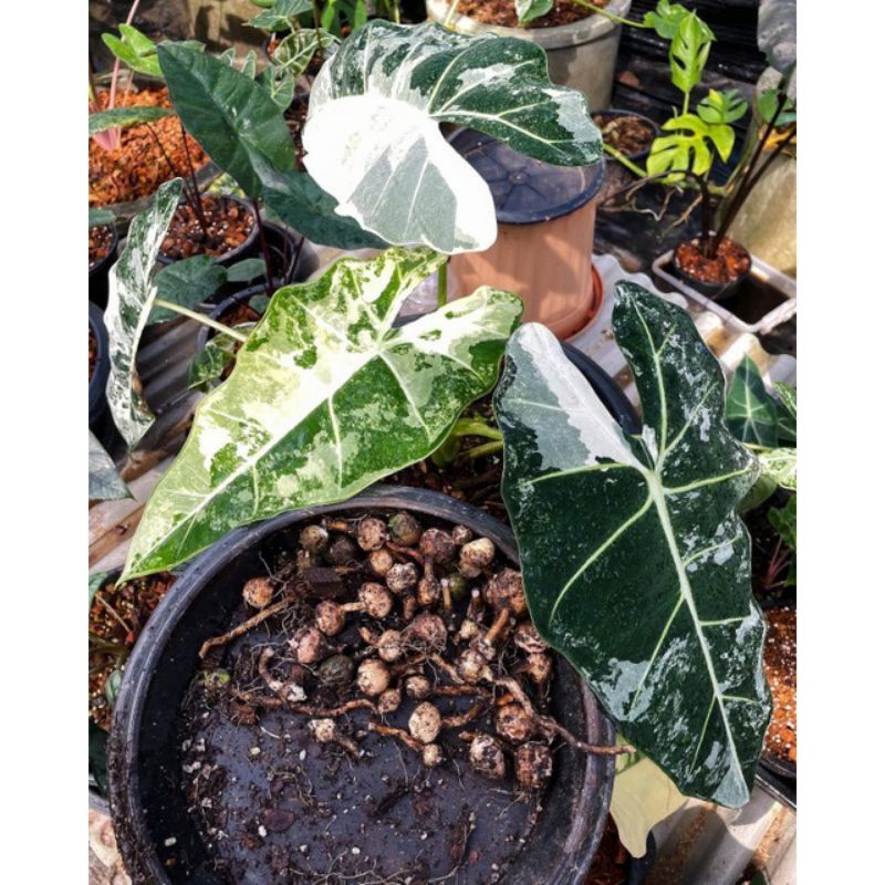 bibit Alocasia Frydek varigata | bibit umbi