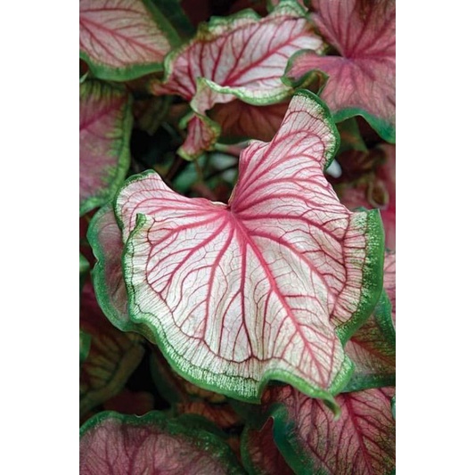 Keladi Hybrid Pink Rose Remaja