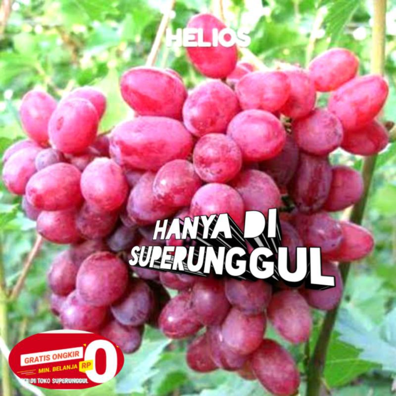 Bibit Anggur Import Jenis Helios
