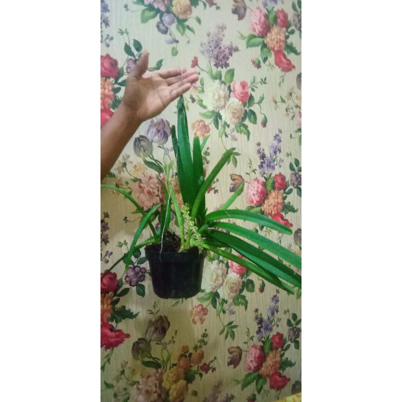 anggrek retusa spike rimbun