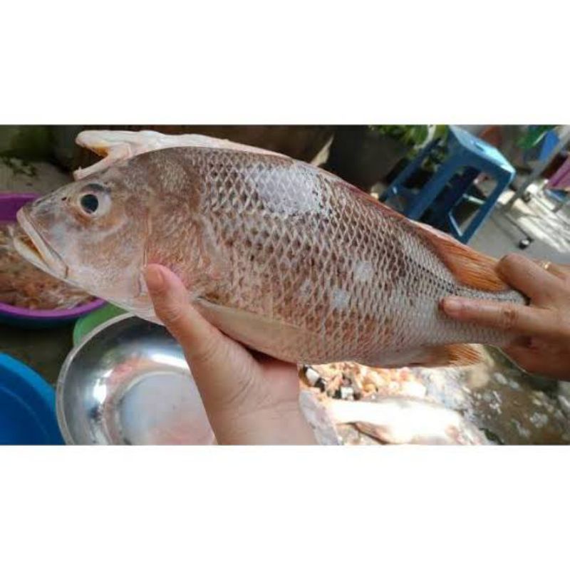 

BSM | TERMURAH Ikan Kakap Putih Segar 500gr - 1kg | Sayur online