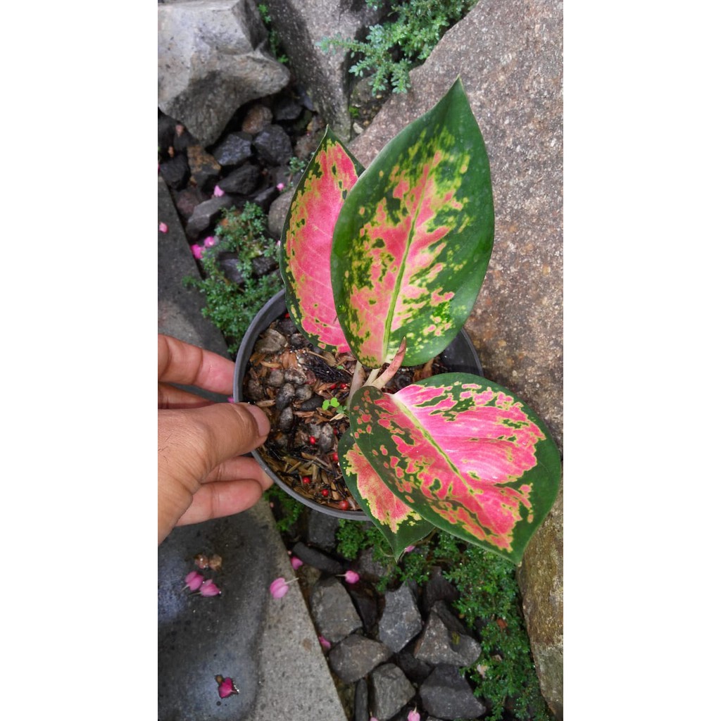 Aglaonema Red Kochin