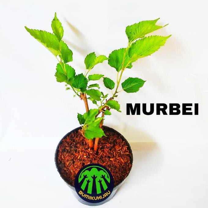 TERMURAH / Murbei Bibit Murbei Tanaman Murbei Buah Murbei