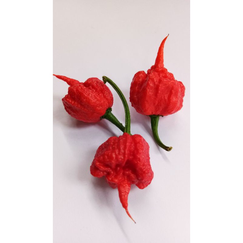 BIJI BENIH CAROLINA REAPER/CABE TERPEDAS DI DUNIA/CABE HIAS/CABE IMPORT