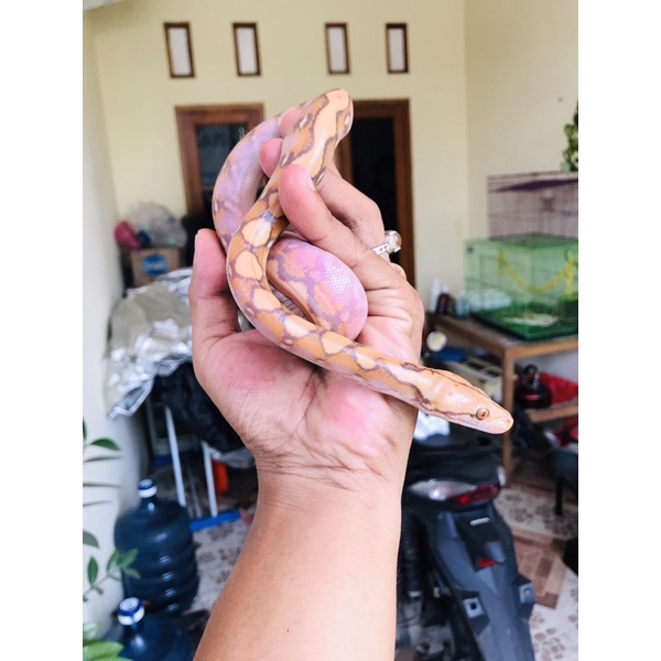 retic caramel purple / reticulatus caramel line purple (baby)