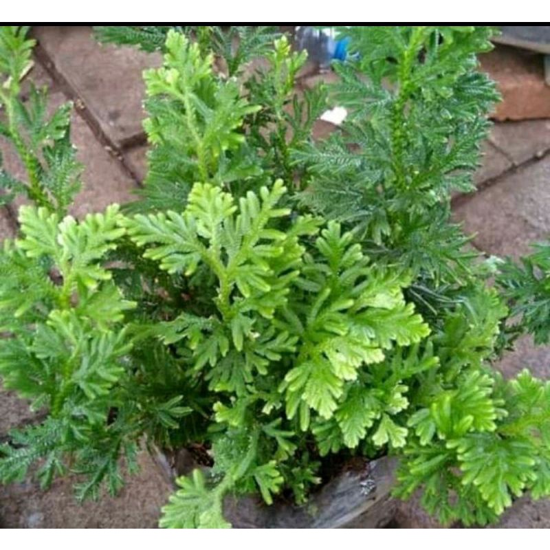 

daun cakar ayam segar per 500. gram