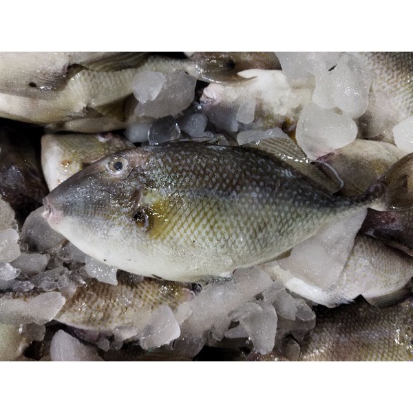 

Ikan Kambing Kambing Ikan Ayam Ayam (Etong) 1Kg Ikan SEGAR Harian Kualitas BERGARANSI