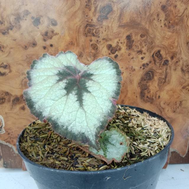 Begonia Keong
