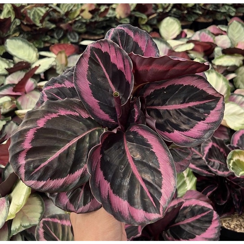 Calathea Pink Jessy / Calathea Anakan Pink Jessy