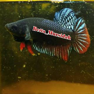 Ikan Cupang Aduan Import Thailand | Shopee Indonesia