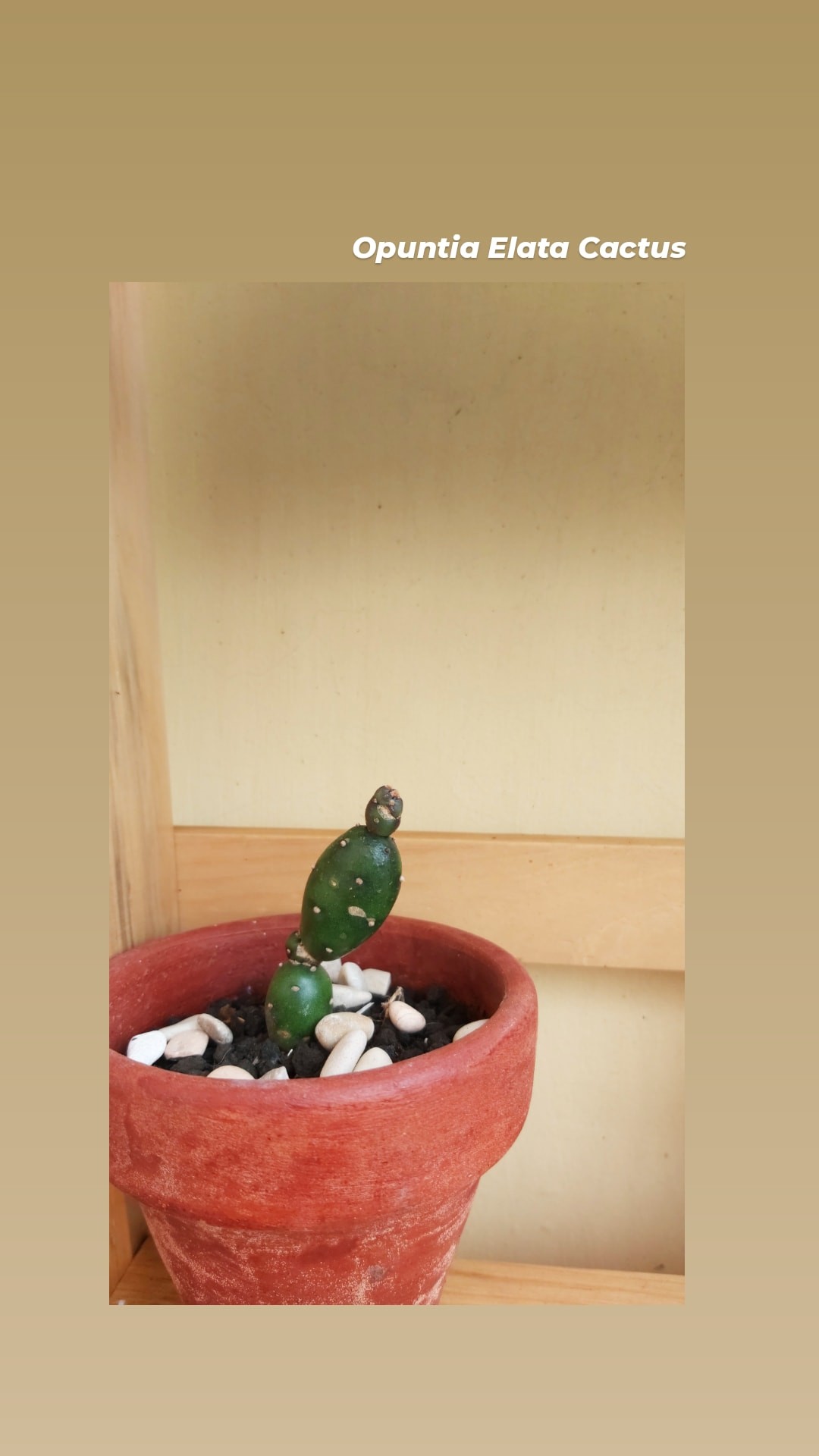 Tanaman Hias Kaktus Opuntia Elata