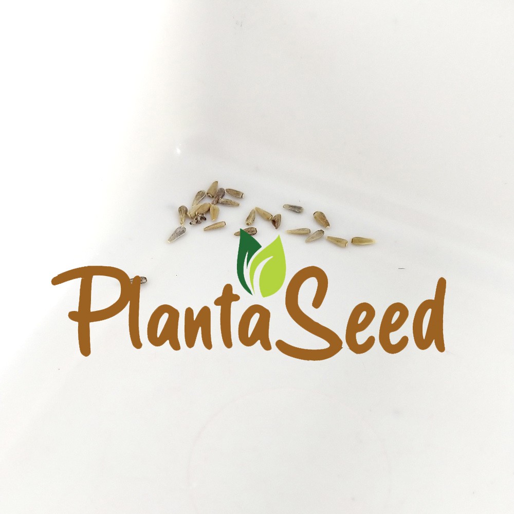 PlantaSeed - 20 Seeds - Aster Crego Giant Mix Biji Bunga - PAS0211