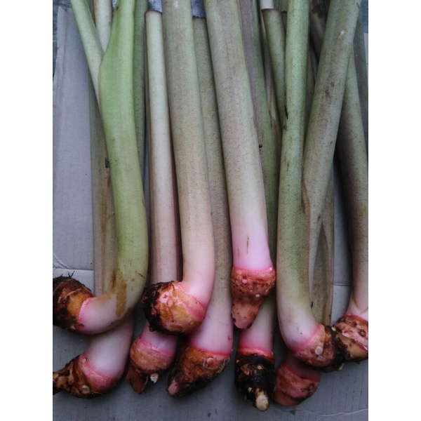

LOMPONG SAYUR FRESH 10 BATANG