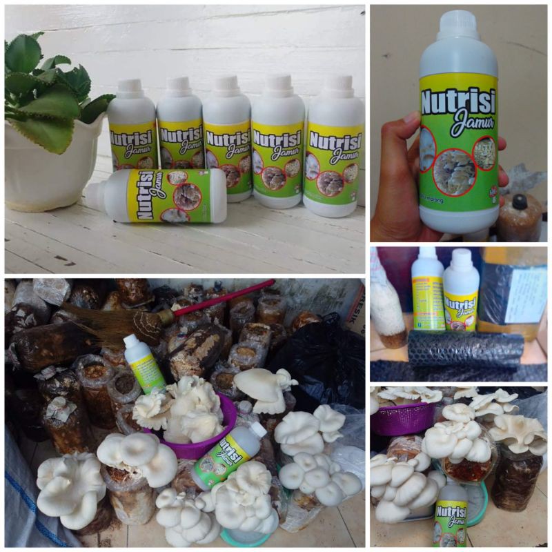 

Nutrisi Jamur 600ml U/ SEGALA JENIS JAMUR