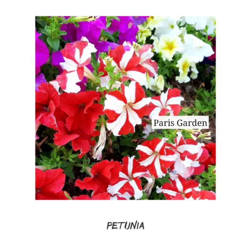 BUNGA PETUNIA - TANAMAN HIAS BUNGA PETUNIA - TANAMAN GANTUNG BUNGA PETUNIA