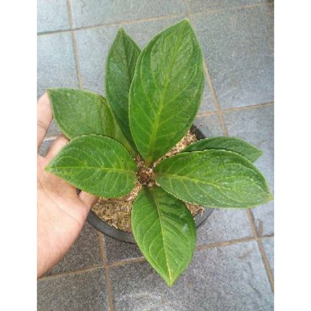 Anthurium Jemani Mangkok Tornado Hijau