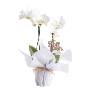 [Flower Bouquet / Hampers Anggrek] Buket BungaTanaman Hias Hidup Anggrek Bulan 2 Tanaman