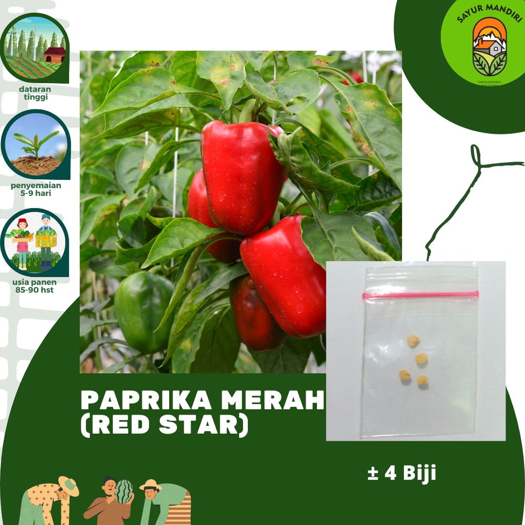 Benih Paprika Merah Red Star Seribuan