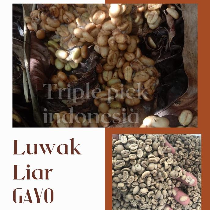 

Biji kopi LUWAK GAYO / Green bean LUWAK liar Gayo bersertifikat