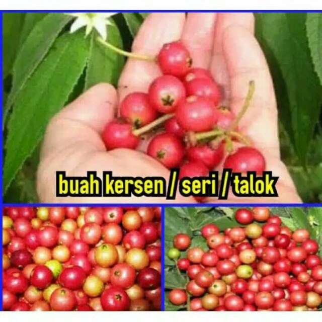 

BUAH KERSEN/TALOK/KERES/SERI 1/2 kg