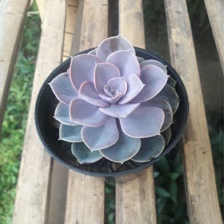 Sukulen Echeveria Purple JUMBO