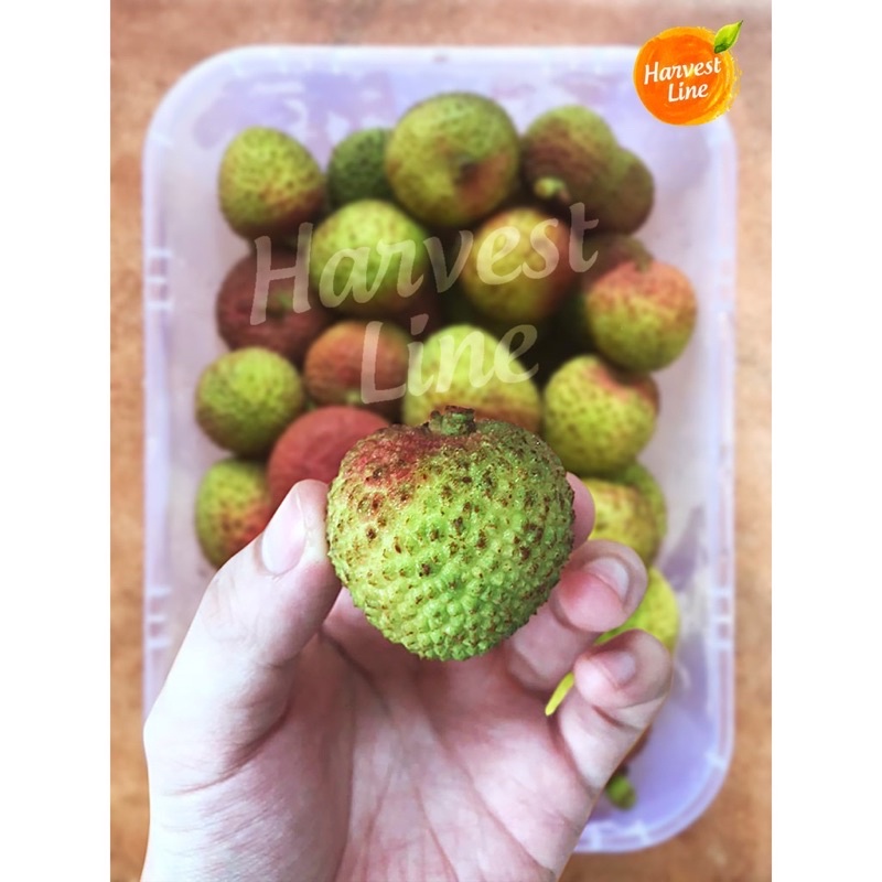 

LYCHEE LECI IMPORT IMPOR MADU HIJAU 250gram
