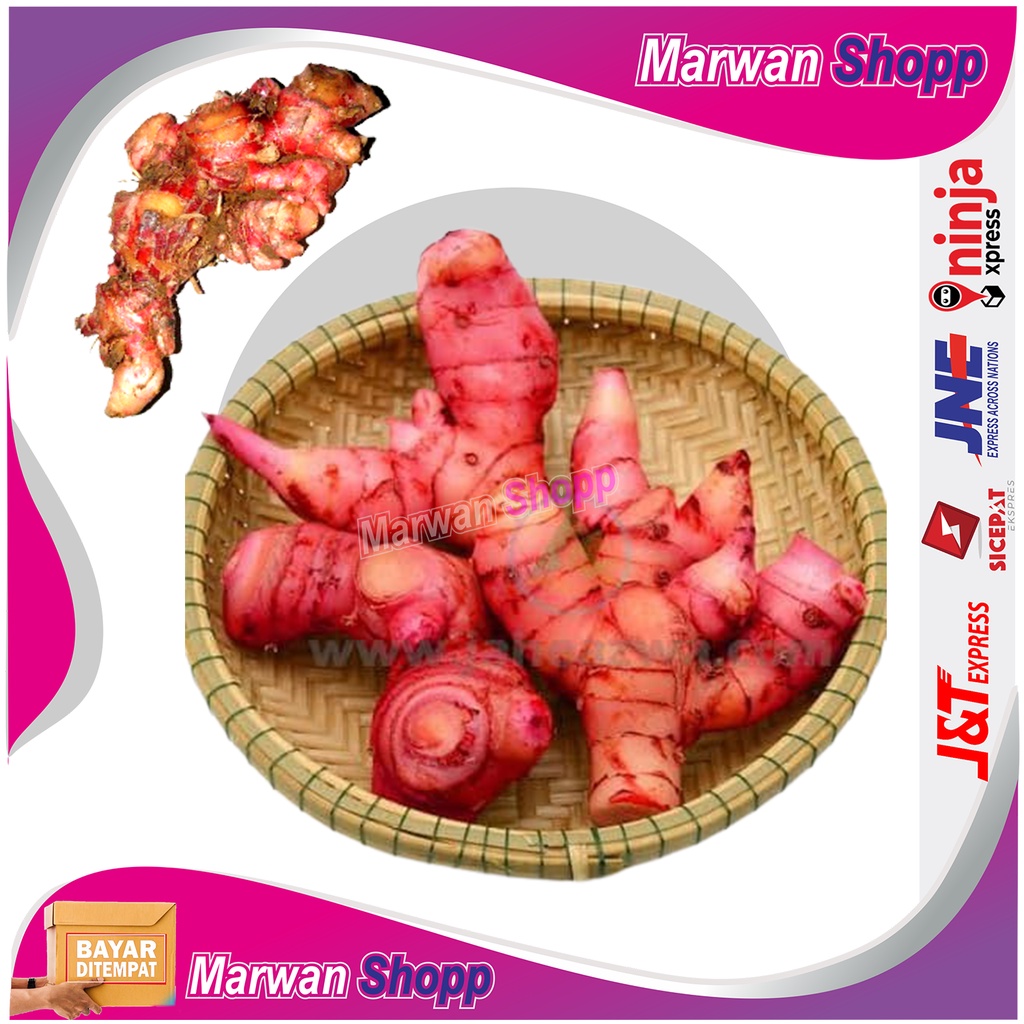 

JAHE MERAH SEGAR 1 KG HERBAL ALAMI MARWAN SHOPP
