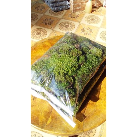 Moss Hidup Living Moss Lumut Hidup Media Tanam dan Hiasan Terarium Aquascape