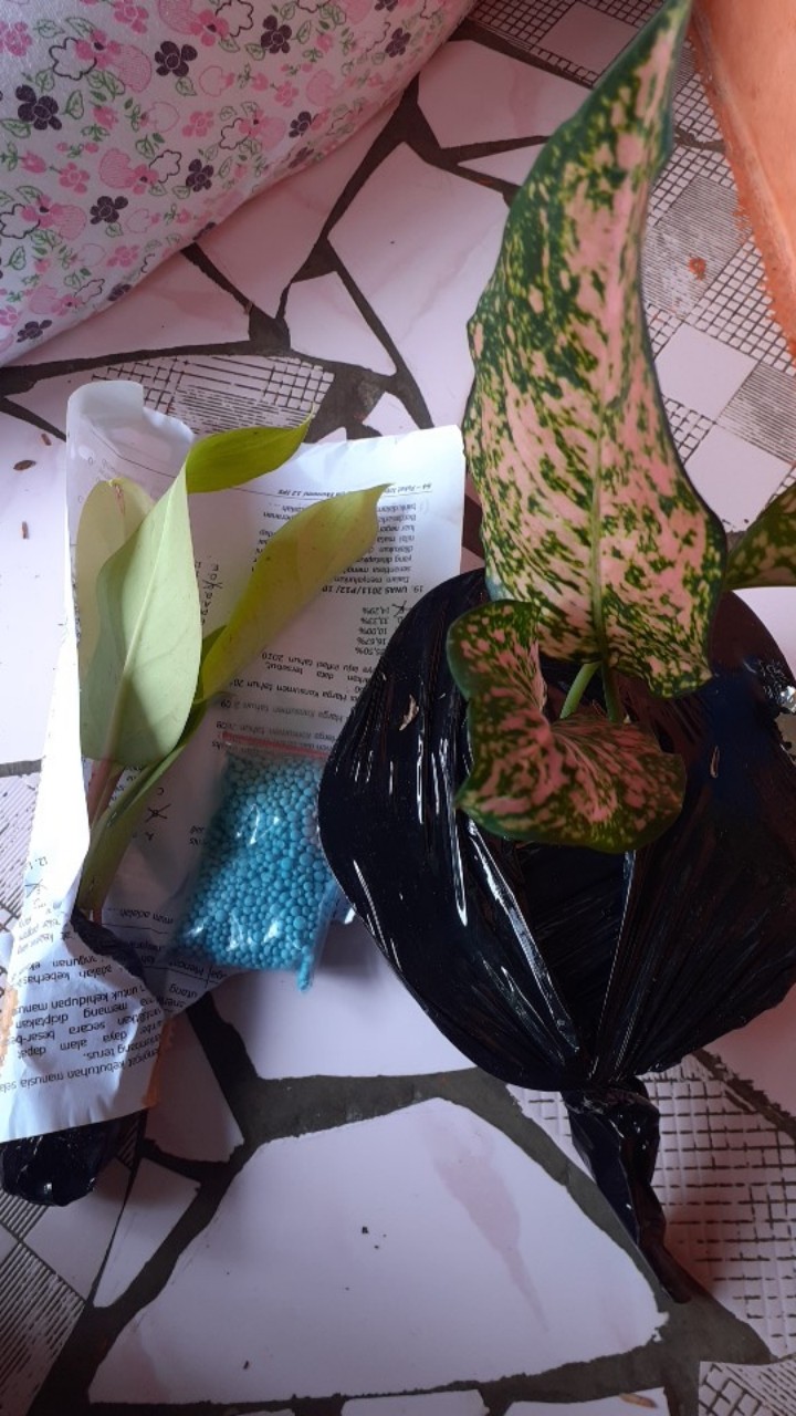 Tanaan Hias Aglonema Pink Lady Valentin - Aglaonema Lady Valentine - Bibit