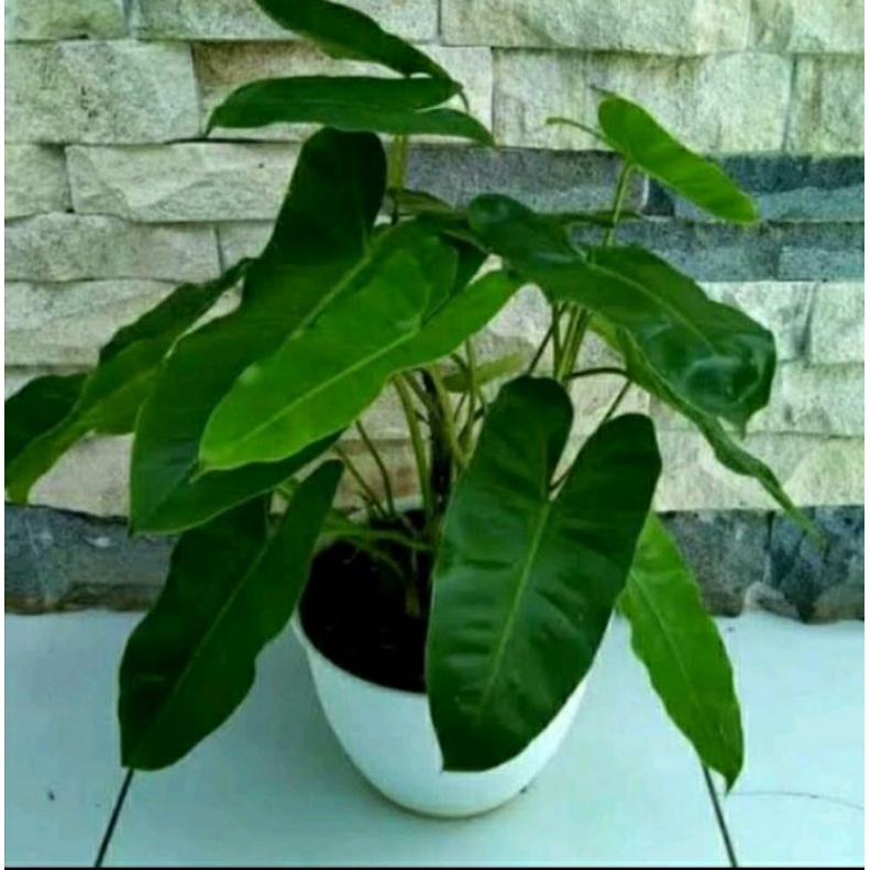 TANAMAN HIAS BUNGA PHILODENDRON BREKELE.