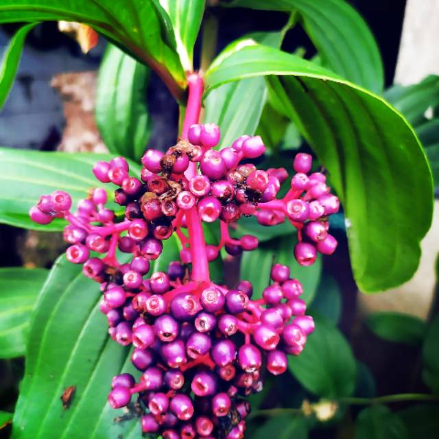 

Buah Parijoto 50 gram buat promil dan ikhtiar