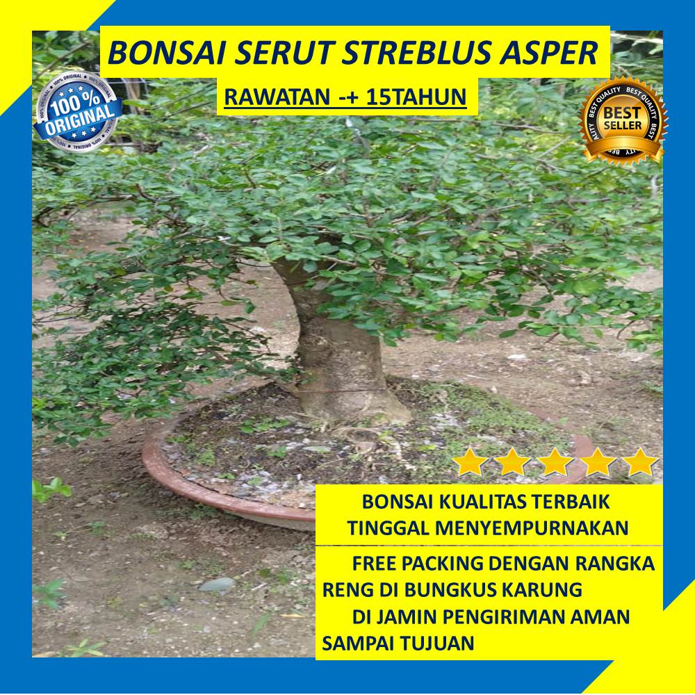 Bonsai Serut Tanaman Hidup Streblus Asper