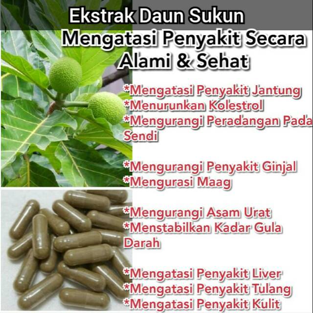 

Extrak Daun Sukun 100% Asli Madura