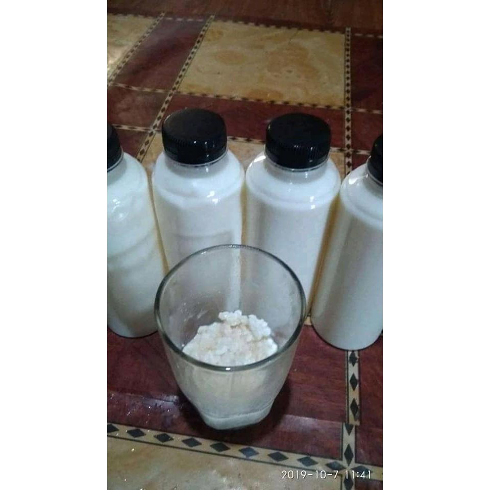 

Susu Kefir -Bisa Pencegah dan pengobatan COVID19