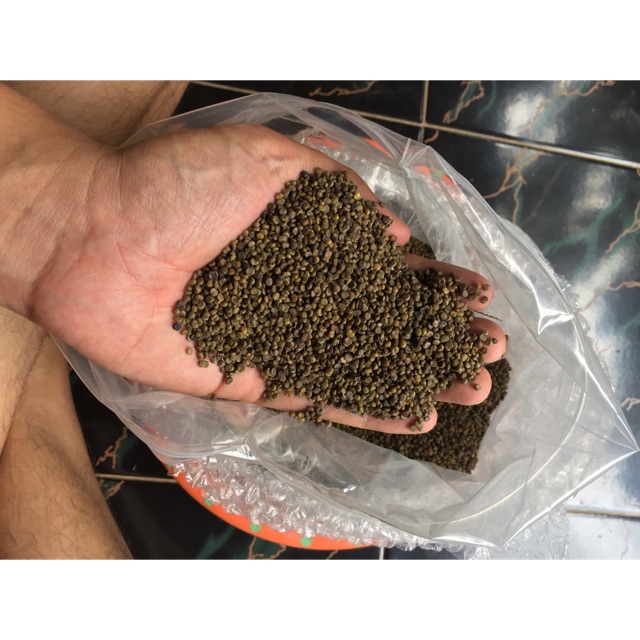 Benih indigofera 1 kg Grade A